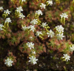 Drosera leioblastus | Pygmy Sundew Gemmae | 5 pcs