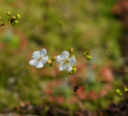 Drosera sargentii | golden green form | Pygmy Sundew Gemmae | 5 pcs