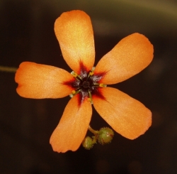 Drosera callistos | Pygmy Sundew Gemmae | 5 pcs