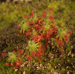 Drosera gibsonii | Pygmy Sundew Gemmae | 5 pcs