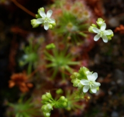 Drosera leioblastus | Pygmy Sundew Gemmae | 5 pcs