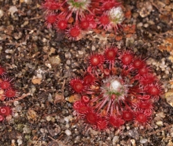 Drosera australis | Pygmy sundew Gemmae | 5 pcs