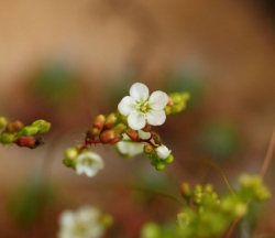 Drosera sargentii | golden green form | Pygmy Sundew Gemmae | 5 pcs