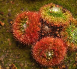 Drosera nitidula subsp. leucostigma | red plants | gemmae