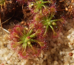 Drosera leucostigma | Pygmy Sundew Gemmae | 5 pcs