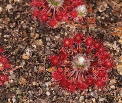 Drosera occidentalis subsp. australis | Pygmy sundew Gemmae | 5 pcs