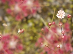 Drosera occidentalis subsp. australis | Pygmy sundew Gemmae | 5 pcs