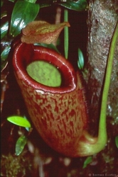 Nepenthes mira | Palawan - Philippines | 8 - 12 cm