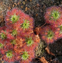 Drosera roseana | Pygmy Sundew Gemmae | 5 pcs