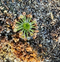 Drosera pygmaea | New Zealand | Pygmy Sundew Gemmae | 5 pcs