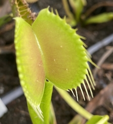 Dionaea muscipula | Eyelashes | 3 - 5 cm