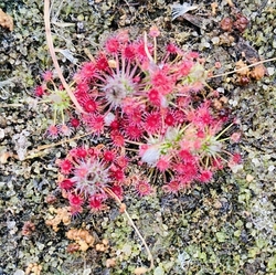 Drosera australis | Pink flowers red veins | Pygmy sundew Gemmae | 5 pcs