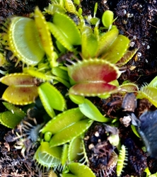 Dionaea muscipula | Equobia | 3 - 5 cm