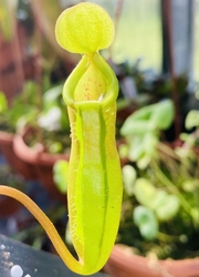 Nepenthes truncata x (ventricosa x dubia) | 10 - 15 cm