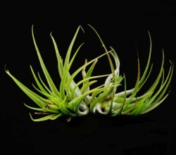 Tillandsia ionantha v. scaposa | semiadult plants