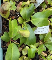 Nepenthes truncata lowland x HLR | 10 - 15 cm