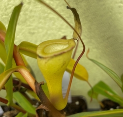 Nepenthes jamban x dubia | clone 1 | 10 - 15 cm