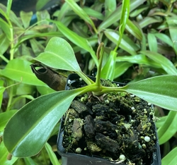 Nepenthes platychila x lowii | > 15 cm