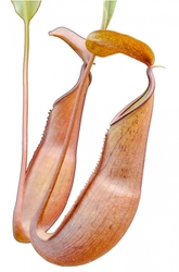 Nepenthes reinwardtiana | Sumatra II | 6 - 8 cm