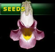 Proboscidea parviflora | carnivorous plants seeds | 3 seeds