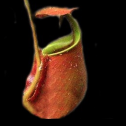 Nepenthes bicalcarata | Orange form | carnivorous plants seeds | 10 seeds