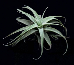 Tillandsia latifolia v. divaricata | semiadult plants