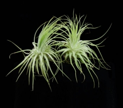 Tillandsia magnusiana | semiadult plants