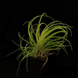 Tillandsia globosa | semiadult plants