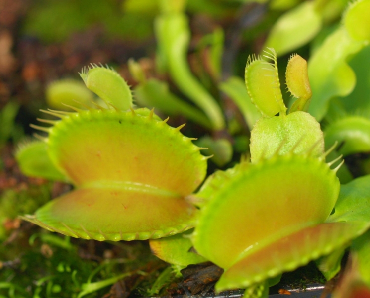 Giant Venus Fly Trap, DIONAEA MUSCIPULA, Carnivorous Plant - 10 Seeds