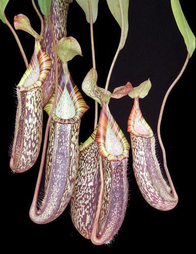 Nepenthes spectabilis x platychila | > 15 cm