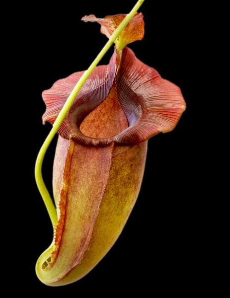 Nepenthes spathulata x jacquelineae | 6 - 10 cm