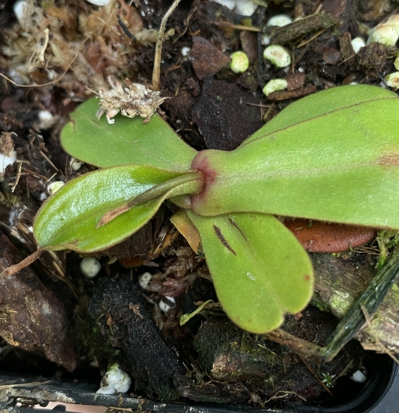 Nepenthes mapuluensis | carnivorous plants seeds | 5 seeds